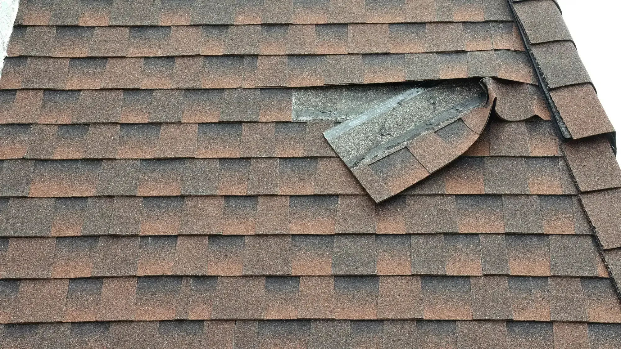 A roof with brown asphalt shingles, one of which is lifted and partially detached, exposing the underlayment and underlying roof structure&mdash;ideal for inspection by a trusted Roofing Contractor Monmouth County, NJ.